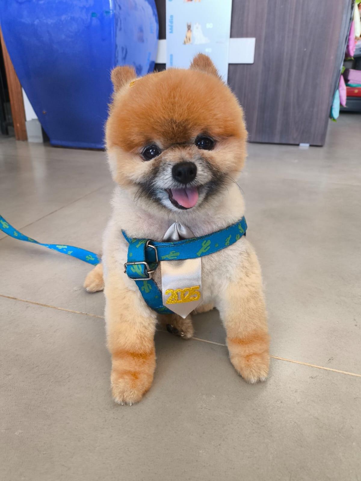 Grand Pets Grand Pets