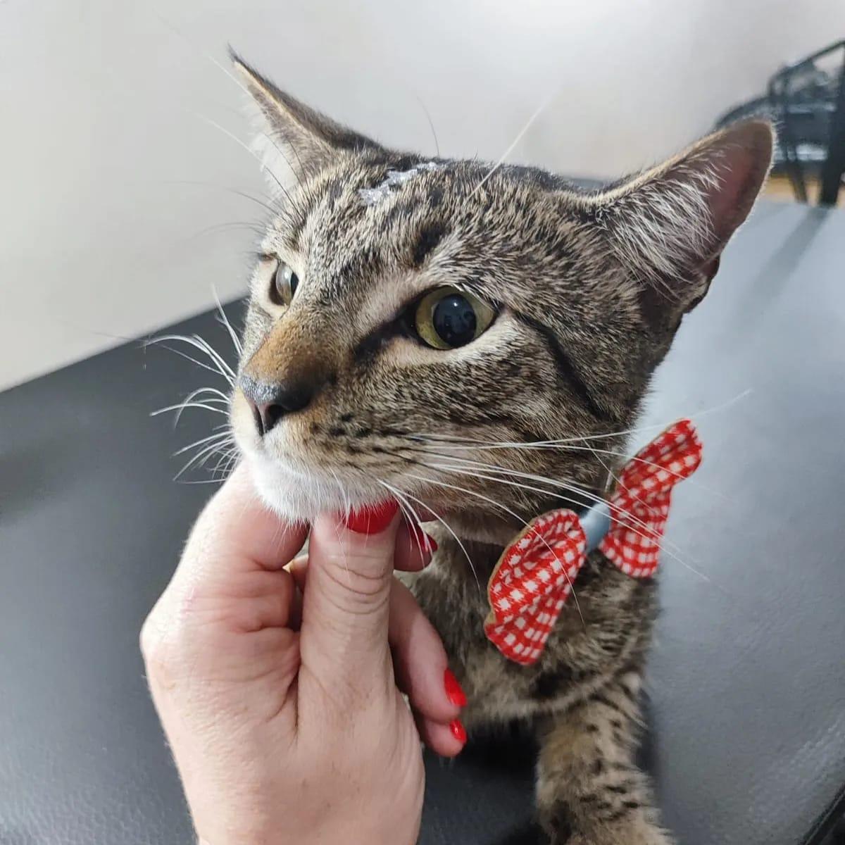 Grand Pets Grand Pets