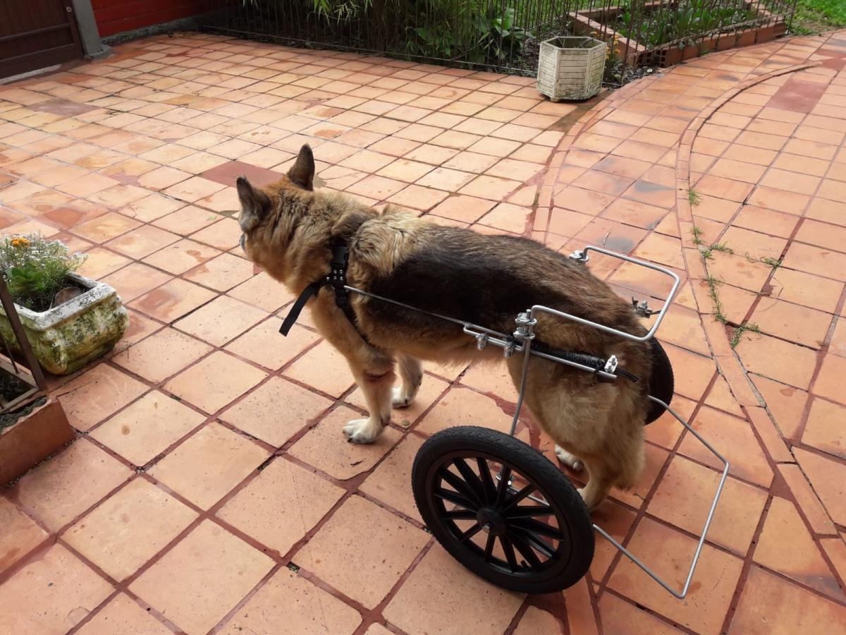 Dogcar - Aparelhos Ortopédicos para Animais Dogcar - Aparelhos Ortopédicos para Animais