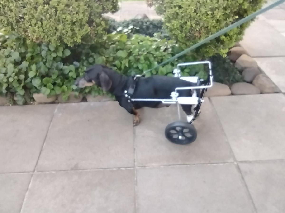 Dogcar - Aparelhos Ortopédicos para Animais Dogcar - Aparelhos Ortopédicos para Animais