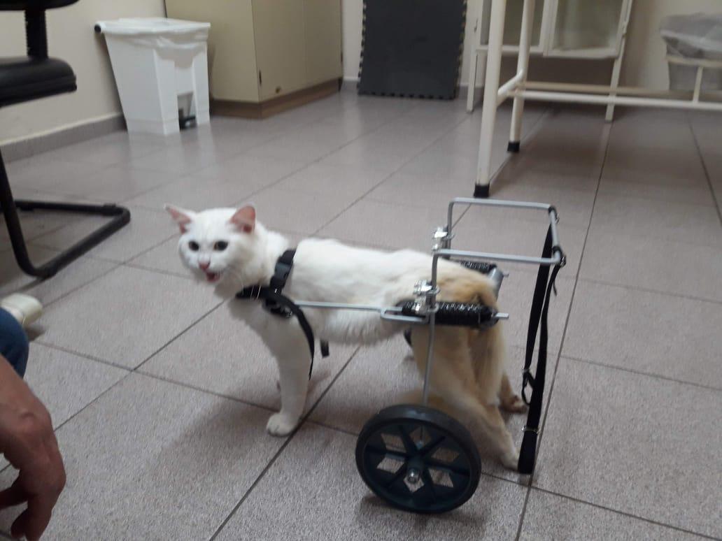 Dogcar - Aparelhos Ortopédicos para Animais Dogcar - Aparelhos Ortopédicos para Animais