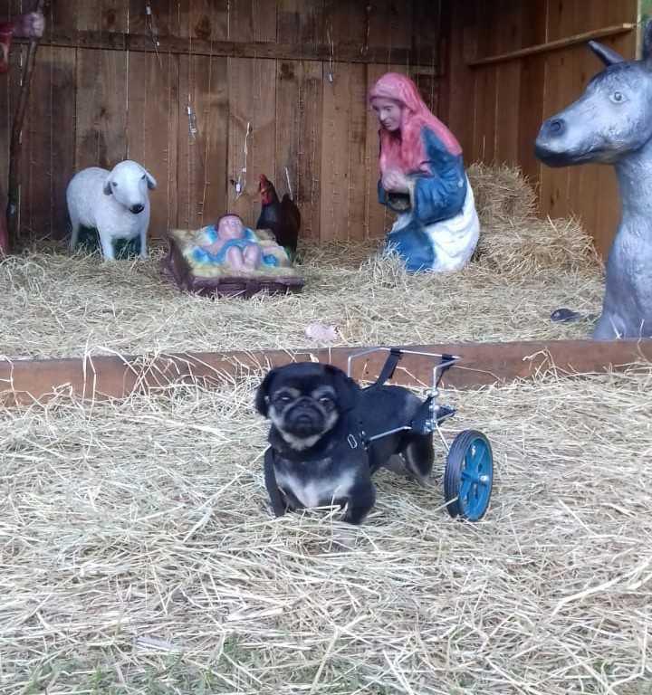 Dogcar - Aparelhos Ortopédicos para Animais Dogcar - Aparelhos Ortopédicos para Animais