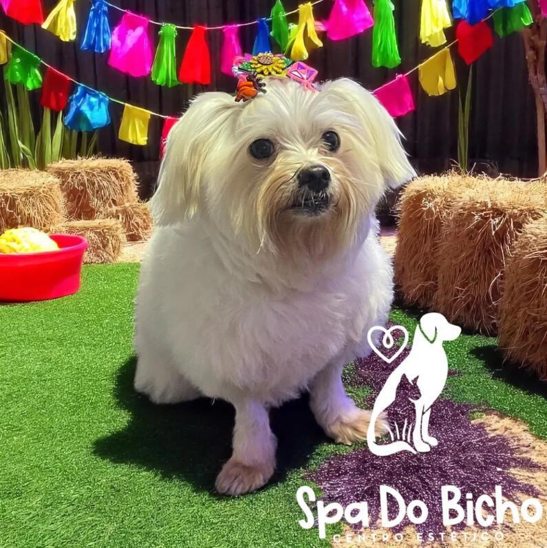 Spa do Bicho Centro Estético Banho e Tosa