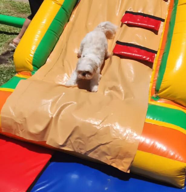 Spa do Bicho Centro Estético Banho e Tosa