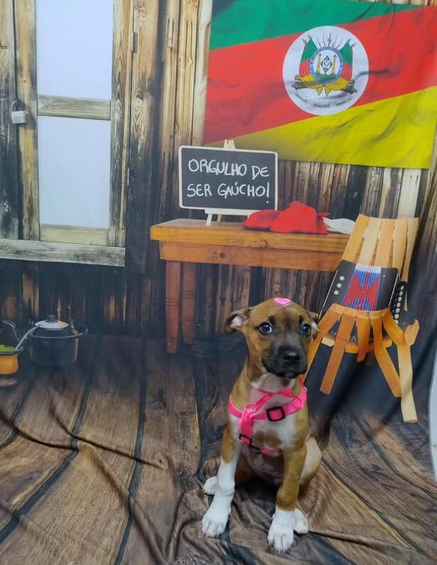 Spa do Bicho Centro Estético Banho e Tosa Spa do Bicho Centro Estético Banho e Tosa