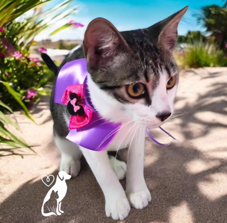 Spa do Bicho Centro Estético Banho e Tosa