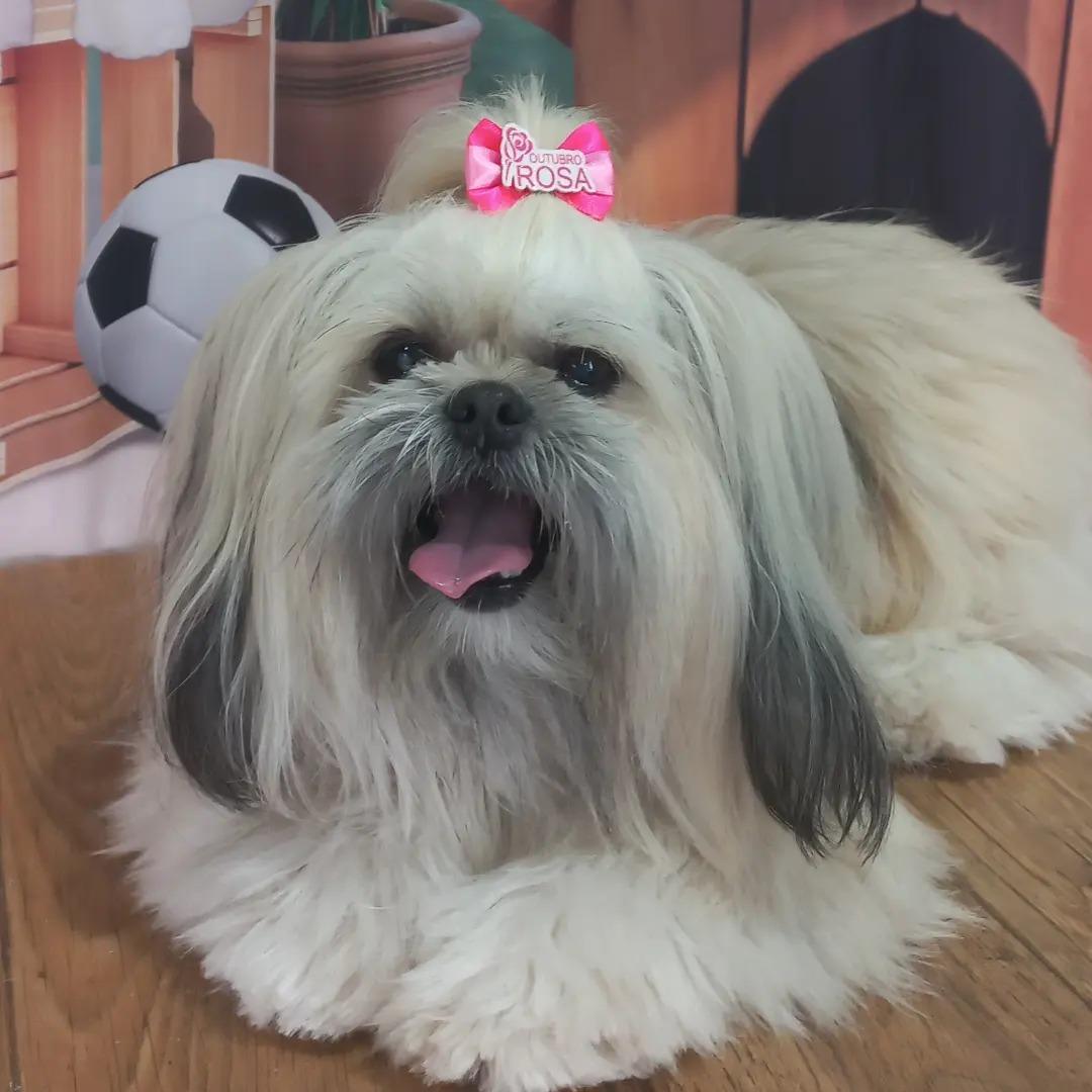 Amigos de Patas Amigos de Patas