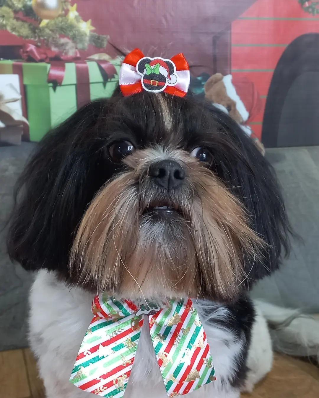 Amigos de Patas Amigos de Patas