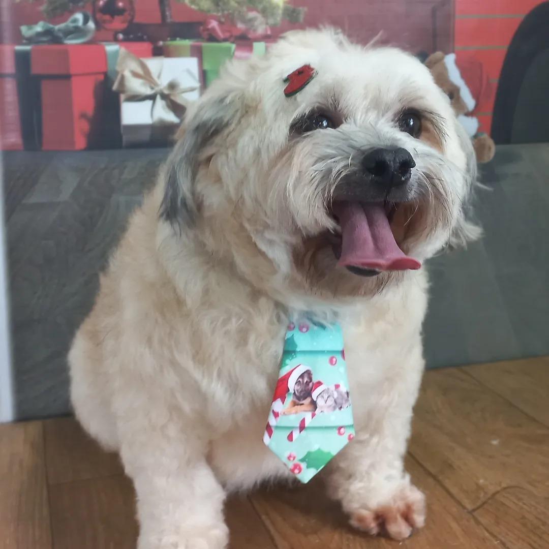 Amigos de Patas Amigos de Patas