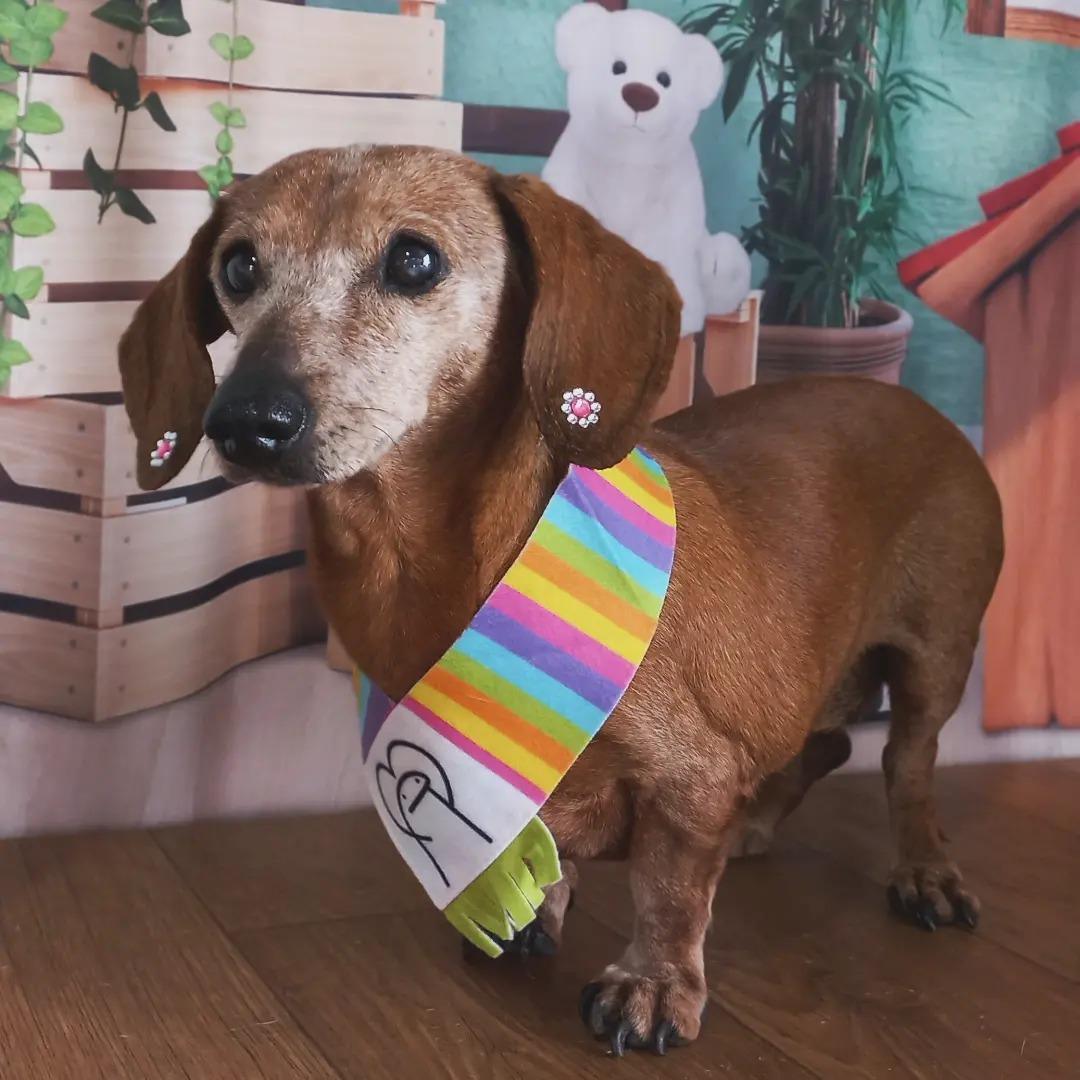 Amigos de Patas Amigos de Patas