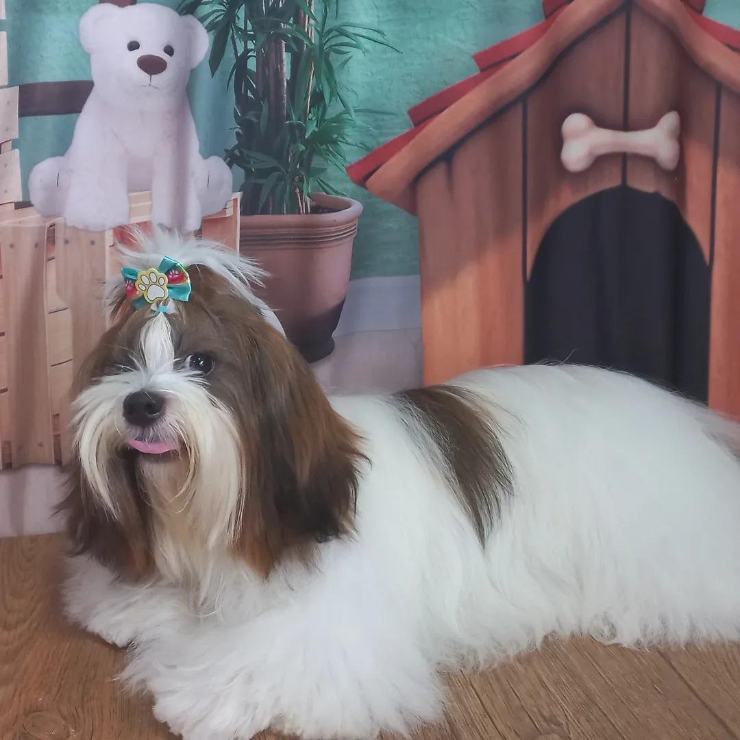 Amigos de Patas Amigos de Patas