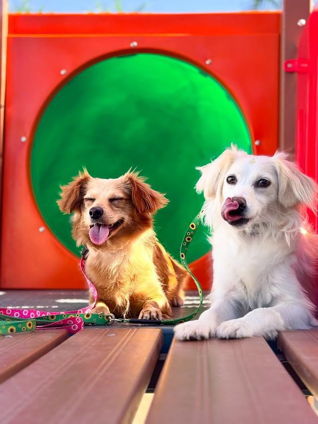 Don Dog Canoas Don Dog Canoas