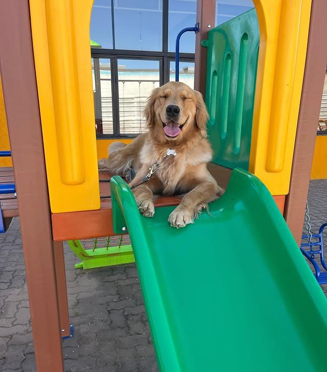 Don Dog Canoas Don Dog Canoas