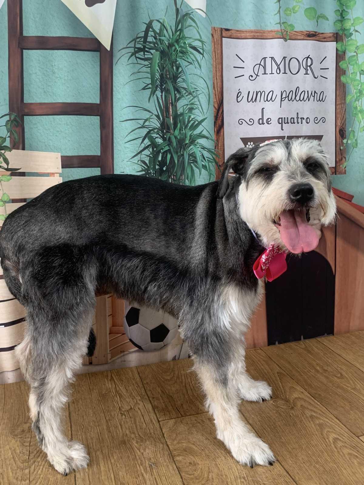 Banho e tosa de segunda a quarta com 15% off. Banho e tosa de segunda a quarta com 15% off.