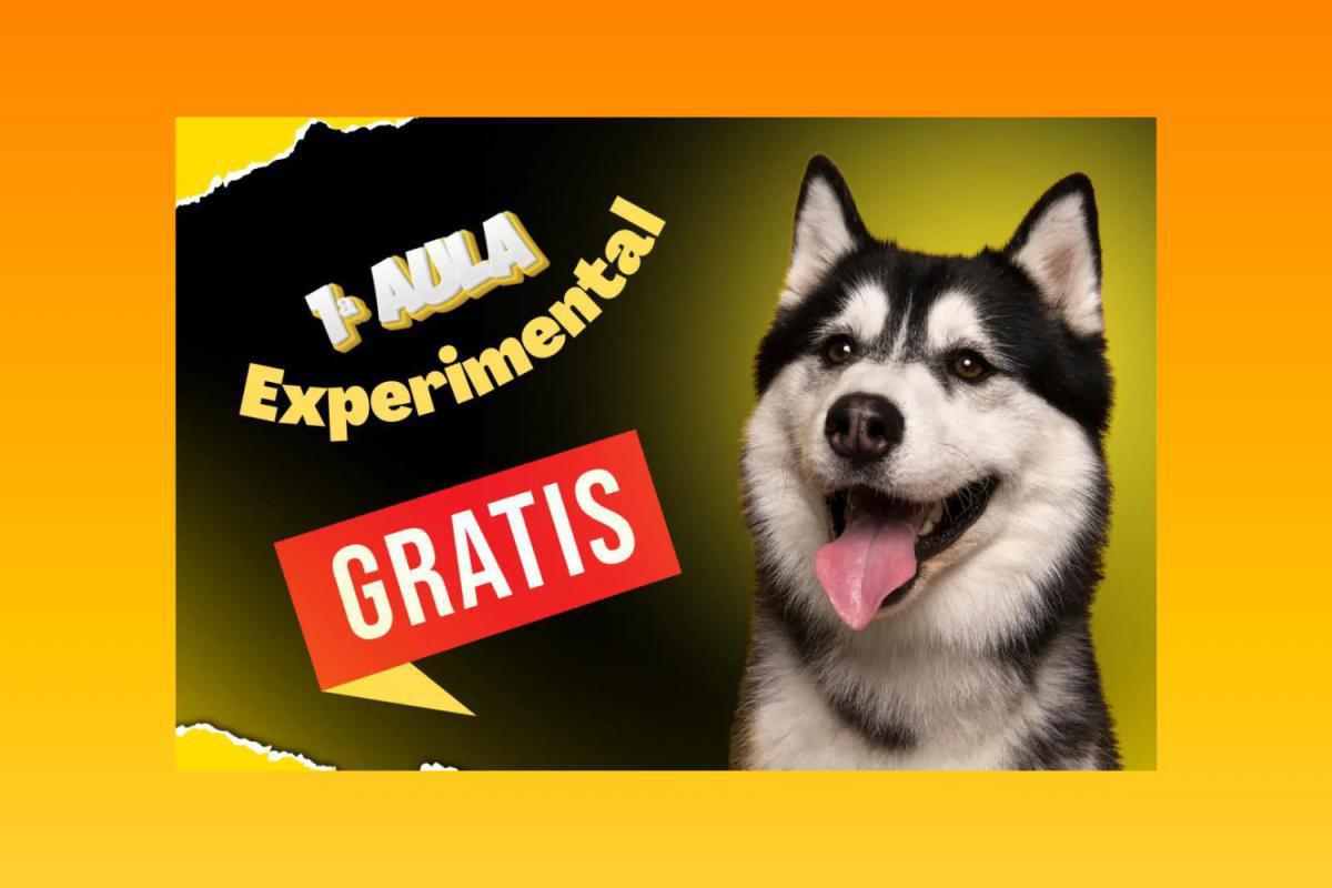 1ª Aula Experimental Grátis - Adestramento