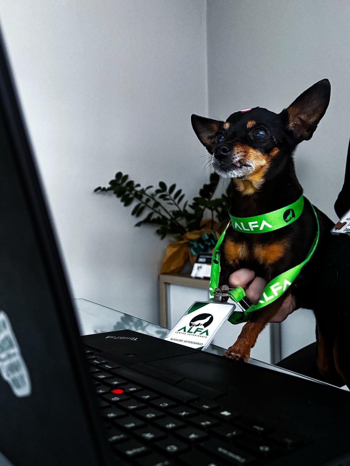 Alfa Centro Veterinário Alfa Centro Veterinário