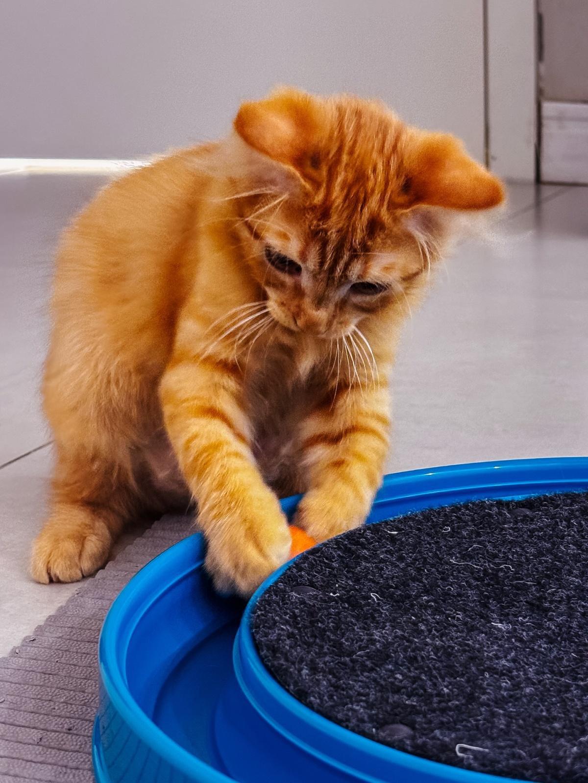 Alfa Centro Veterinário Alfa Centro Veterinário