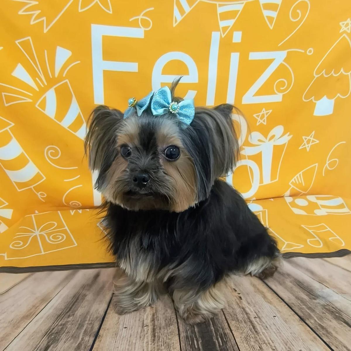 Vibe dos Bichos Agropet Vibe dos Bichos Agropet