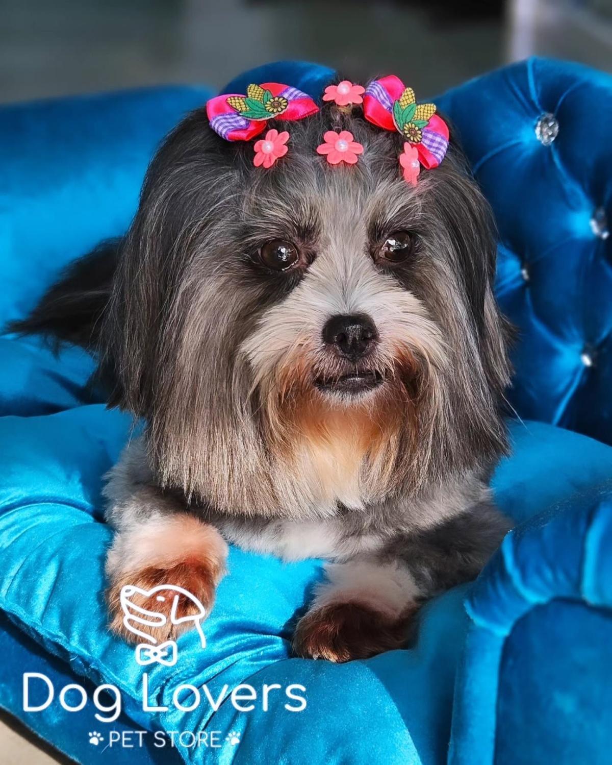 Dog Lovers Pet Store Dog Lovers Pet Store
