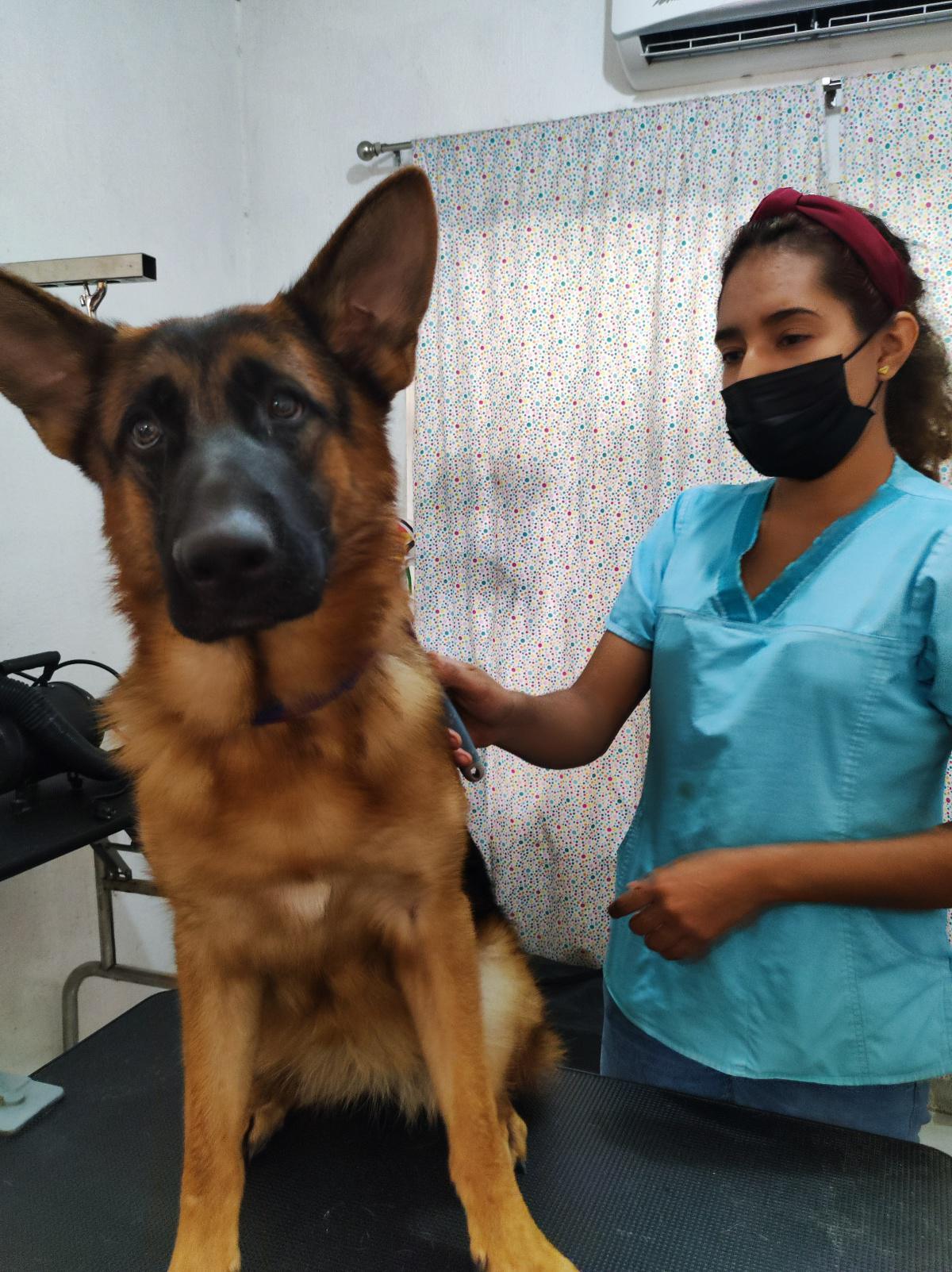 Veterinaria Joyita