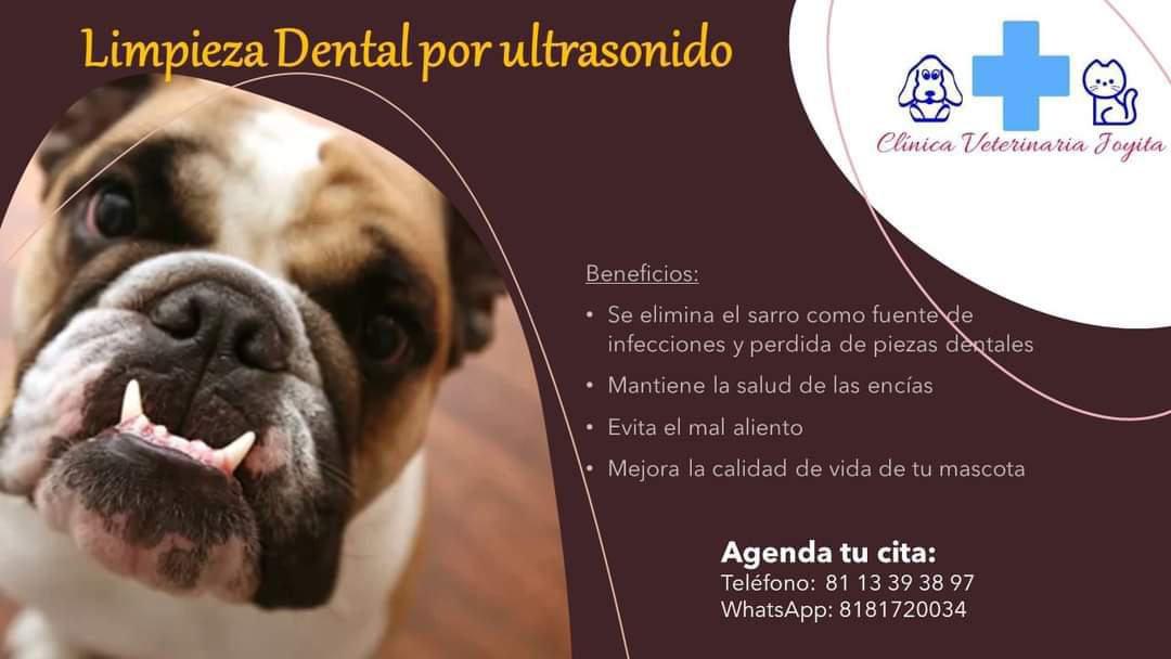 Veterinaria Joyita