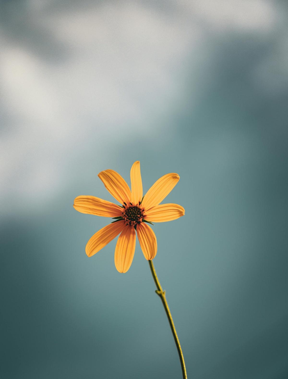 CiTarik #03