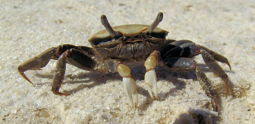 El nuevo amigo de Jorge. Fuente: pixabay.com