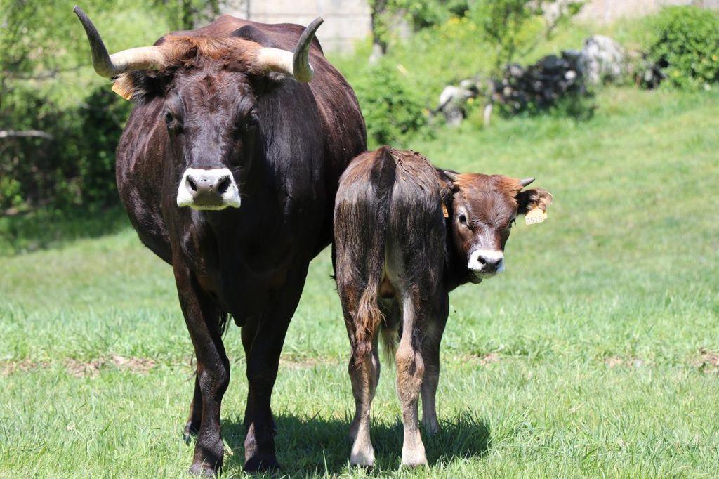 MARONESA DOP MARONESA DOP