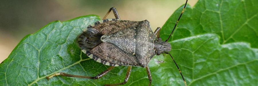 Monitoraggio e sistema di allerta per il contrasto alla cimice asiatica