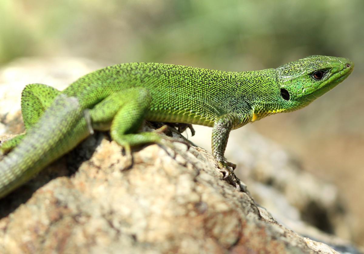 What's out there - What to listen out for! What's out there - What to listen out for!