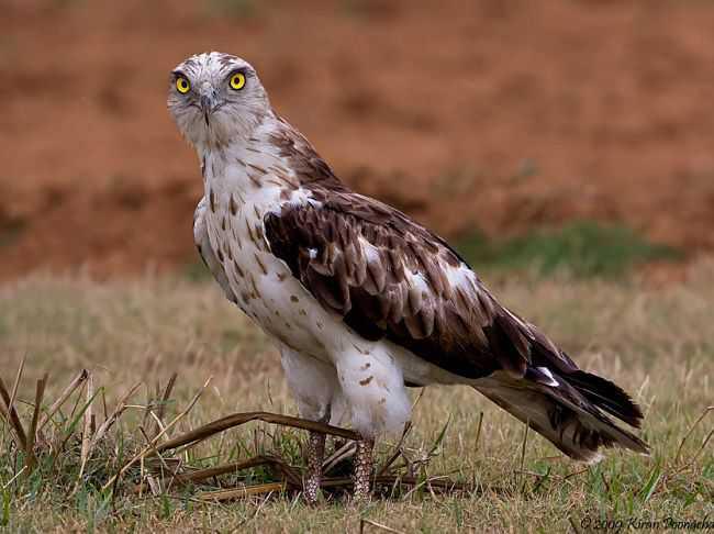 What's out there - What to listen out for! What's out there - What to listen out for!