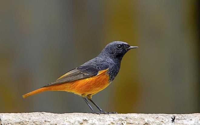 What's out there - What to listen out for! What's out there - What to listen out for!