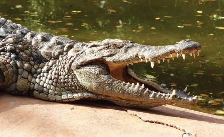 Croc Parc Croc Parc