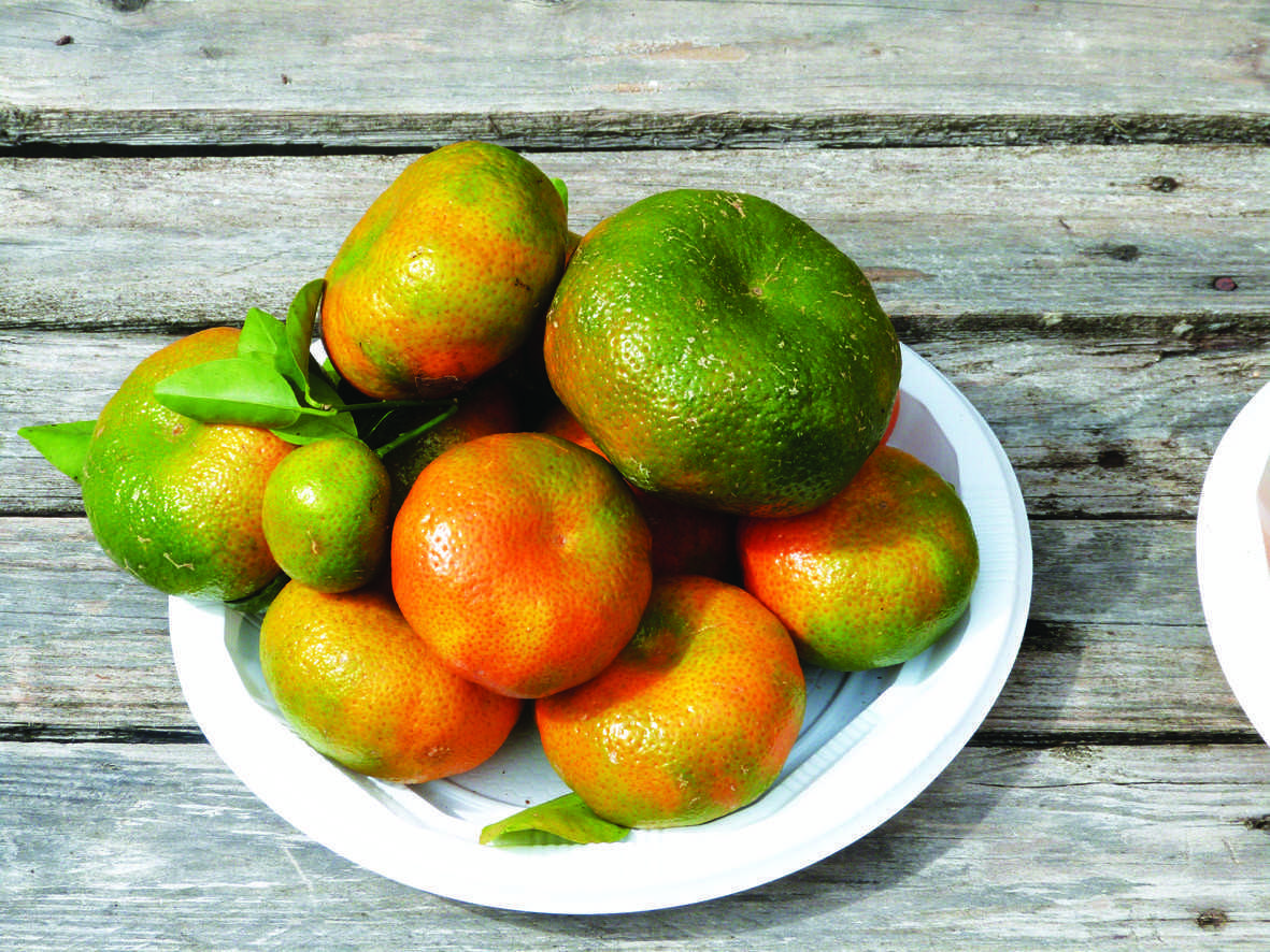 Restaurant Kiosque des Mandarines Restaurant Kiosque des Mandarines