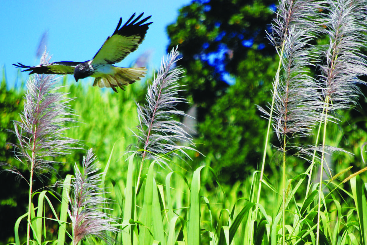 à propos de Saint-Leu