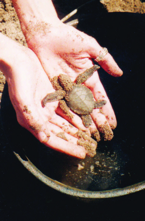 à propos de Saint-Leu