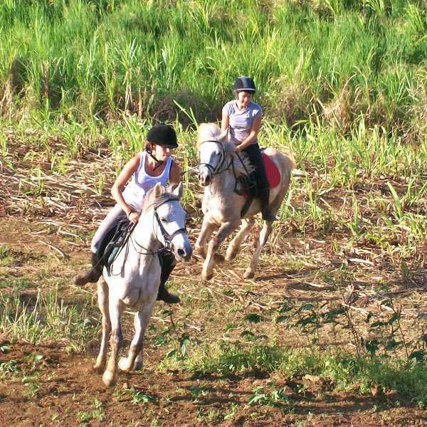 Les Ecuries du Ruisseau Les Ecuries du Ruisseau