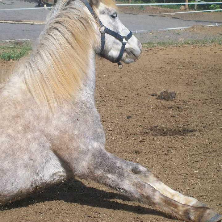 Les Ecuries du Ruisseau Les Ecuries du Ruisseau