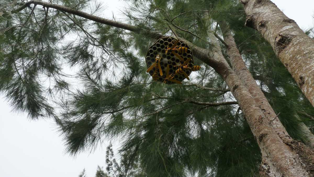 Le Jardin des Bestioles Le Jardin des Bestioles