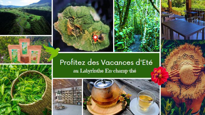 Le Labyrinthe En Champ Thé Le Labyrinthe En Champ Thé