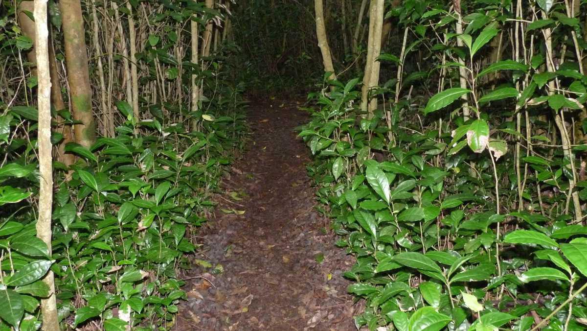 Le Labyrinthe En Champ Thé Le Labyrinthe En Champ Thé