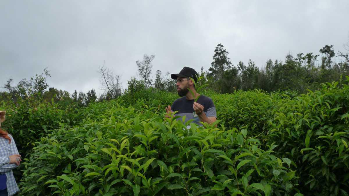 Le Labyrinthe En Champ Thé Le Labyrinthe En Champ Thé