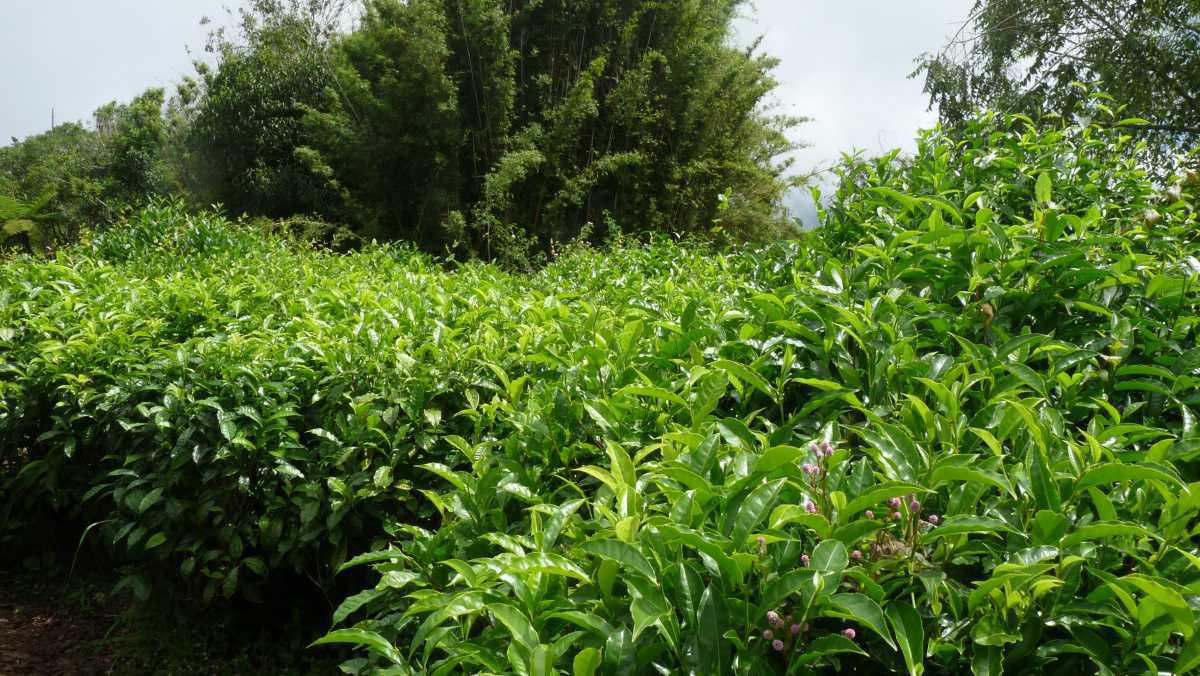 Le Labyrinthe En Champ Thé Le Labyrinthe En Champ Thé
