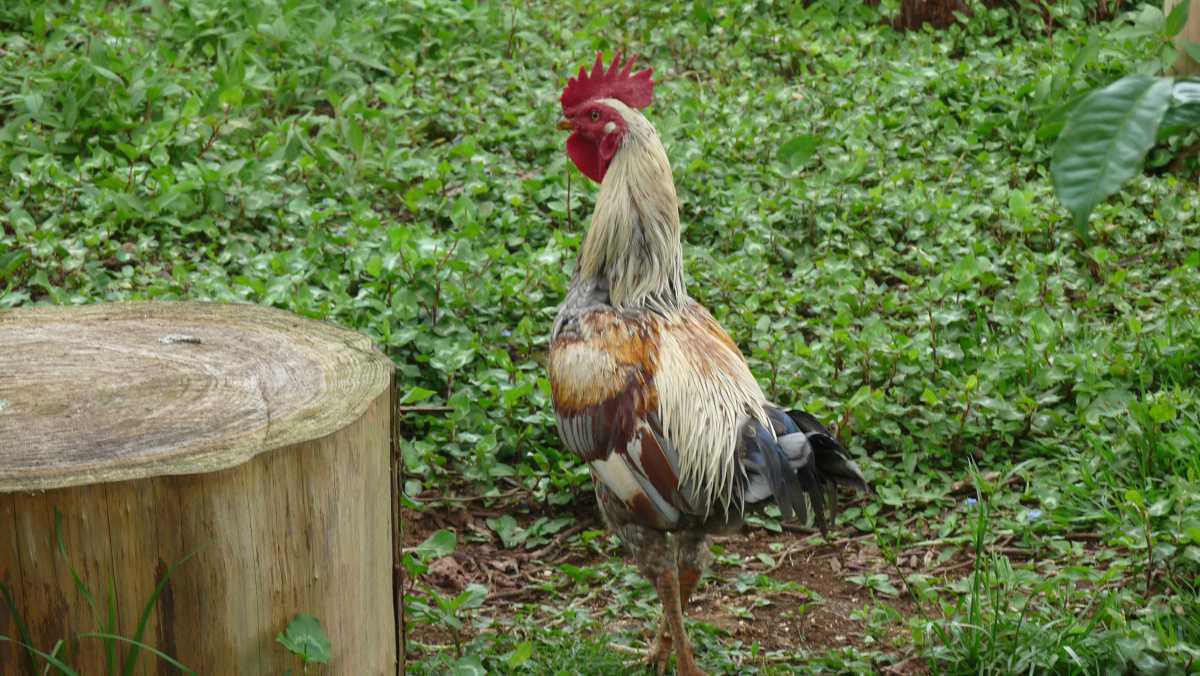 Le Labyrinthe En Champ Thé Le Labyrinthe En Champ Thé