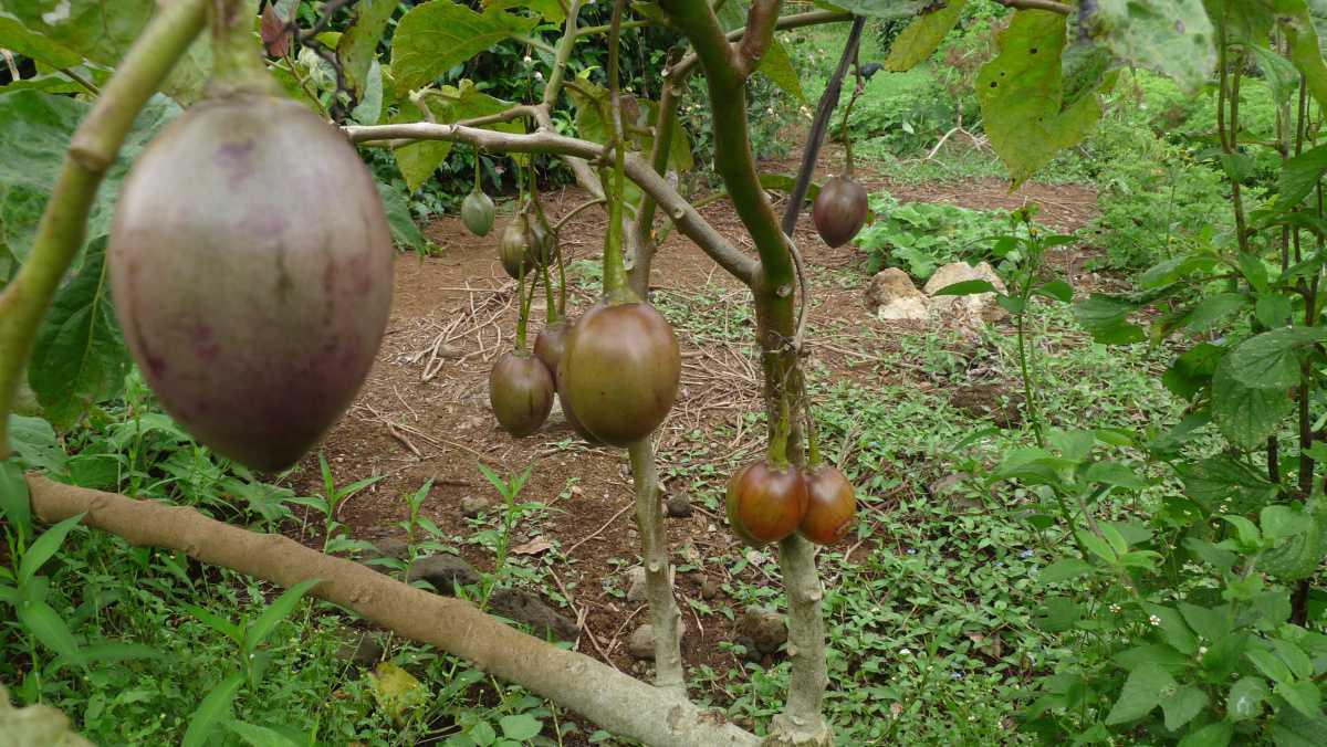 Le Labyrinthe En Champ Thé Le Labyrinthe En Champ Thé