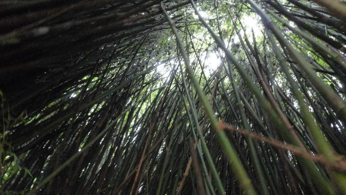 Le Labyrinthe En Champ Thé Le Labyrinthe En Champ Thé