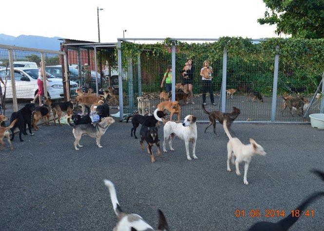 La Mairie De St Pierre Menace D Euthanasier Les 50 Chiens Squatteurs De L Association Tara