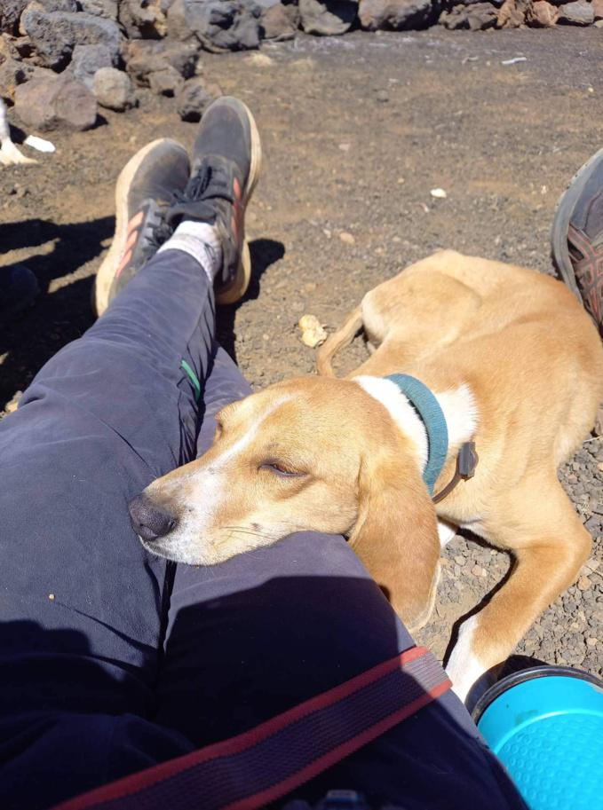 Miracle, le chien perdu du Piton des Neiges retrouve sa famille six mois plus tard