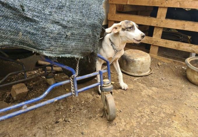 Des chiens délivrés de leurs conditions de vie déplorables à Saint-Louis