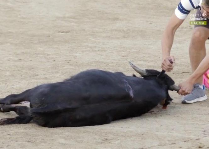 Video Corrida Un Petit Taureau De 2 Ans Sauvagement Execute